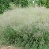 smialek-darniowy-pixie-fountain-3-l