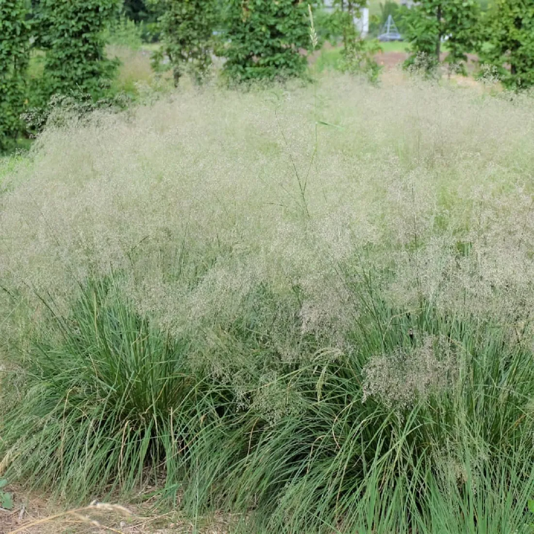 smialek-darniowy-pixie-fountain-3-l