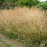 smialek-darniowy-pixie-fountain-3-l-styl-ogrod-nowoczesny-ogrod-srodziemnomorski-ogrod-wiejski