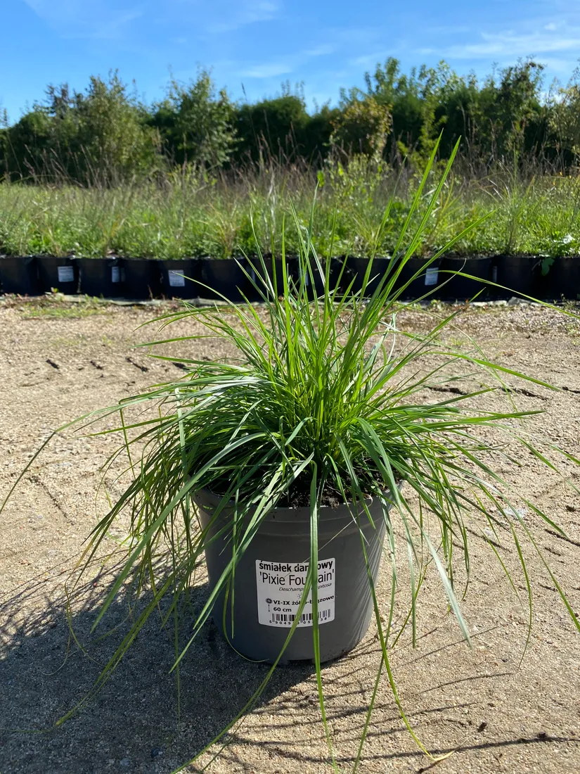 smialek-darniowy-pixie-fountain-3-l-styl-ogrod-nowoczesny-ogrod-srodziemnomorski-ogrod-wiejski