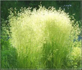 smialek-darniowy-goldschleier-3l