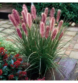 rozplenica-japonska-red-head-3l