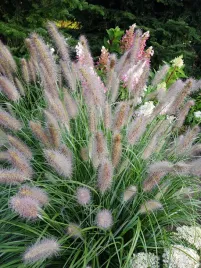 rozplenica-japonska-hameln-3l