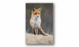 obraz-na-plotnie-121-lis-40x60cm-stan-nowy