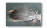 obraz-na-plotnie-130-piorko-90x60cm-stan-nowy
