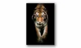 obraz-na-plotnie-145-tygrys-70x100cm-stan-nowy