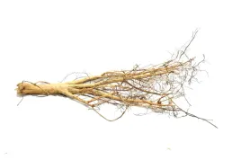 korzen-ancient-root-do-akwarium-90x60x30cm-1080