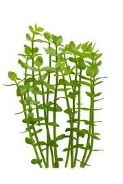 bacopa-karolinska-caroliniana-efektowna-zielona-roslina-do-akwarium