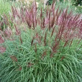 miskant-chinski-ferner-osten-3l