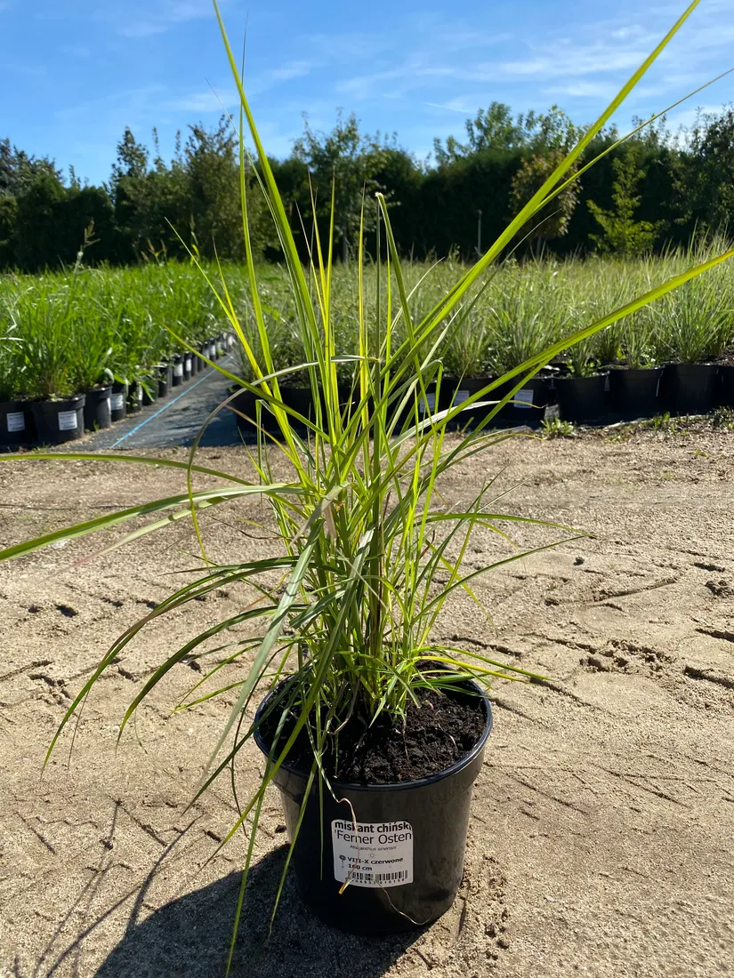 miskant-chinski-ferner-osten-3l-styl-ogrod-wiejski-ogrod-srodziemnomorski-ogrod-nowoczesny-ogrod-skalny