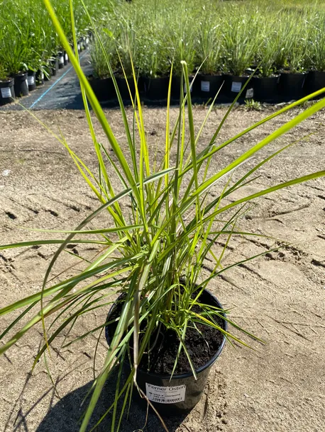 miskant-chinski-ferner-osten-3l-waga-z-opakowaniem-15-kg