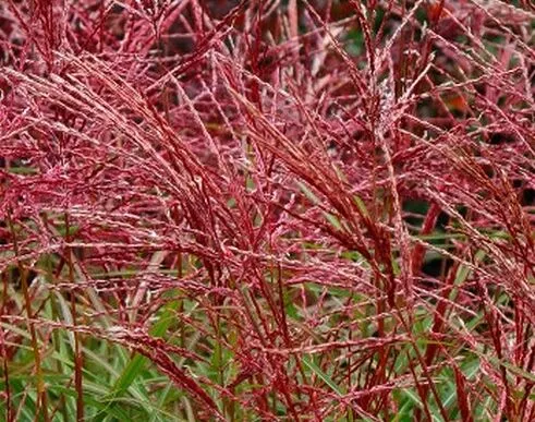 miskant-chinski-ferner-osten-3l-roslina-w-postaci-sadzonka-w-pojemniku-2-3l