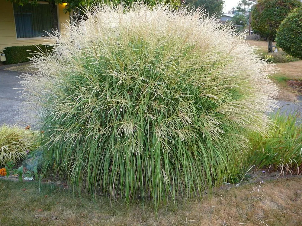 miskant-chinski-adiago-3l