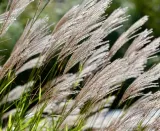 miskant-chinski-adiago-3l-styl-ogrod-srodziemnomorski-ogrod-nowoczesny-ogrod-wiejski