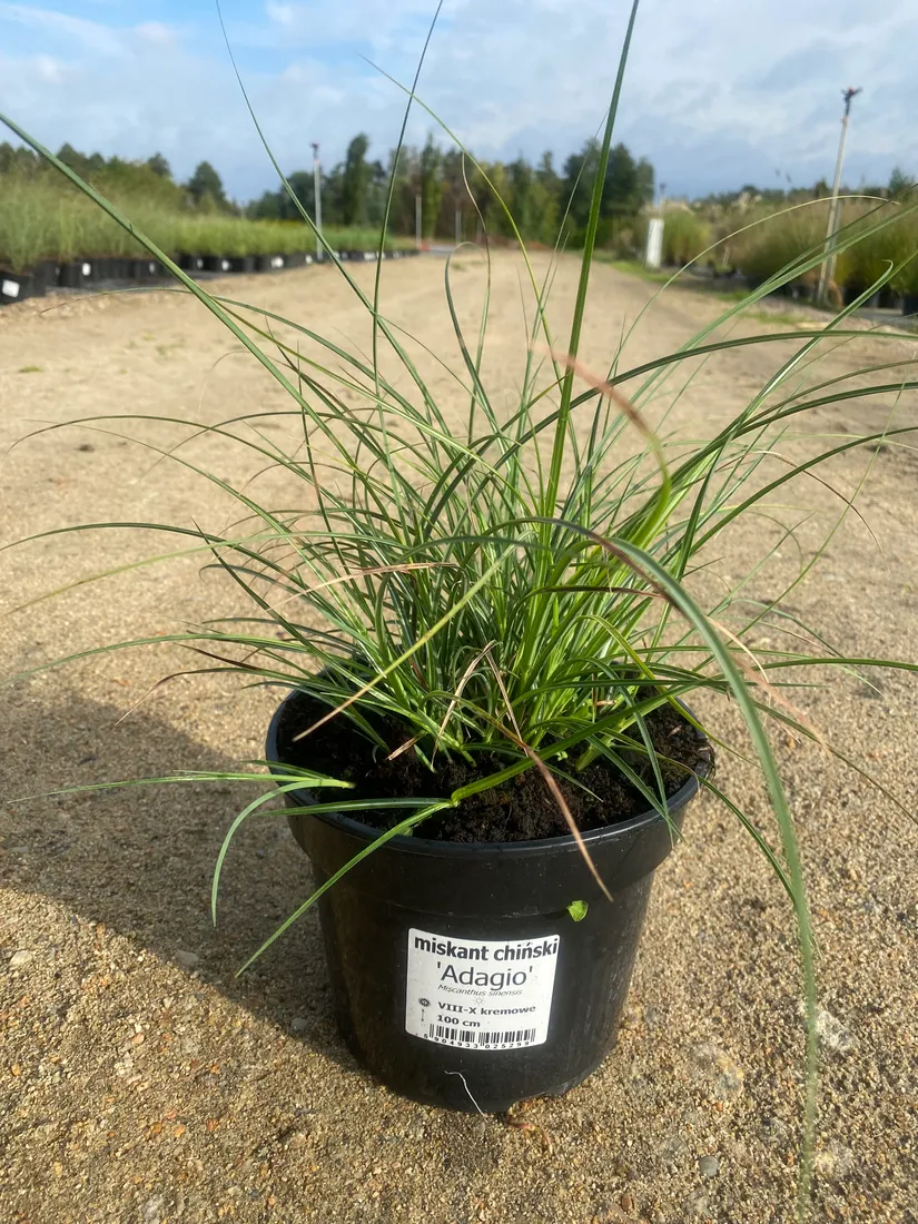 miskant-chinski-adiago-3l-styl-ogrod-srodziemnomorski-ogrod-nowoczesny-ogrod-wiejski