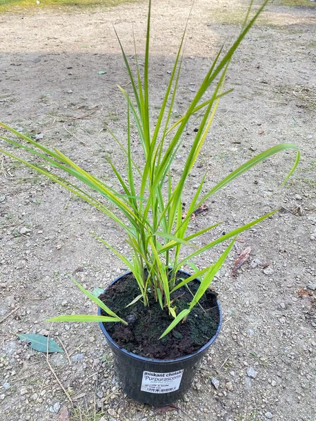 miskant-chinski-purpurescens-3l-waga-z-opakowaniem-15-kg