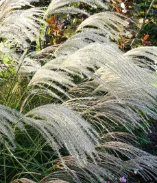 miskant-chinski-etincelle-3l-pakiet-8-szt