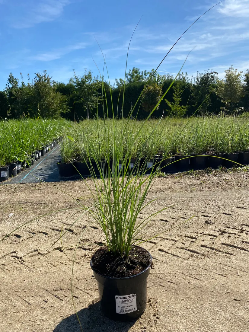 miskant-chinski-flamingo-3l-styl-ogrod-wiejski-ogrod-srodziemnomorski-ogrod-nowoczesny