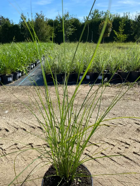 miskant-chinski-flamingo-3l-waga-z-opakowaniem-15-kg