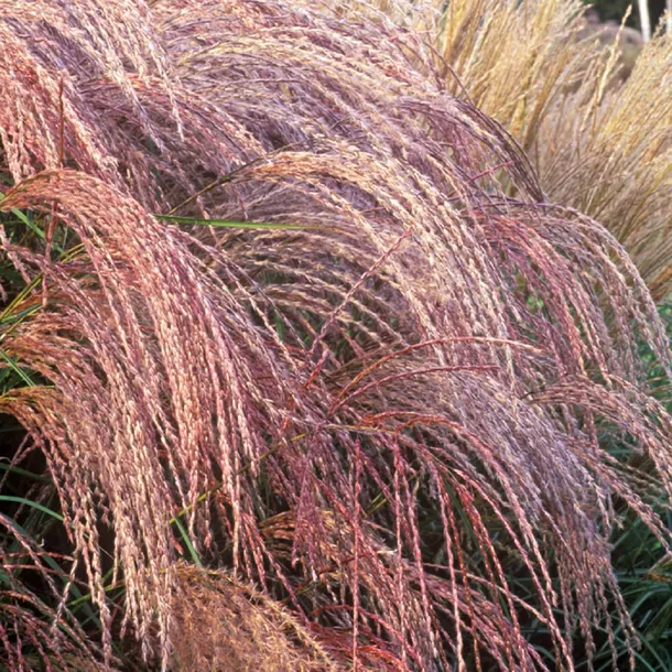 miskant-chinski-flamingo-3l-roslina-w-postaci-sadzonka-w-pojemniku-2-3l