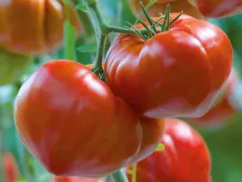 pomidor-szczepiony-gourmandia-pomidory-bawole-serce-duze-owoce-p9