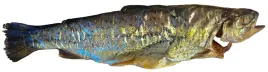 pstrag-gorski-wedzony-drewnem-230g