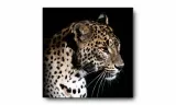 obraz-na-plotnie-051-lampart-30x30cm-stan-nowy