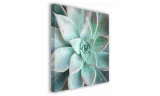obraz-na-plotnie-098-sukulent-30x30cm