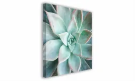 obraz-na-plotnie-098-sukulent-30x30cm