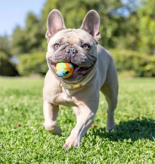 chuckit-eco-fetch-ball-small-2pak-37163-waga-150-g
