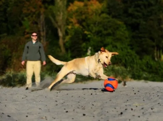 chuckit-kick-fetch-small-251101-stan-nowy