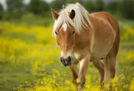 fototapeta-t4u-horse-05-152x104