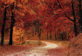 fototapeta-dmp-natura-10-152x104
