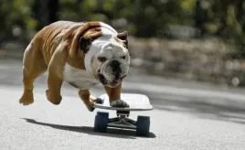 fototapeta-dmp-skateboard-06-312x219