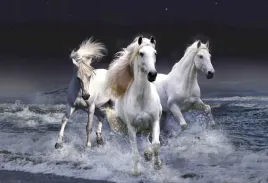 fototapeta-t4u-horse-01-152x104