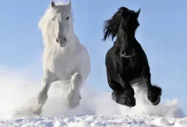 fototapeta-t4u-horse-07-312x219