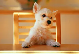 fototapeta-t4u-pies-02-254x184