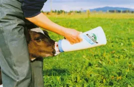 butelka-do-pojenia-cielat-speedy-feeder-25-l-kerbl