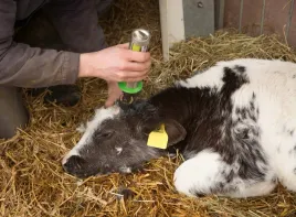 dekornizator-gazowy-gasbuddex-15-mm-stal-nierdzewna-bez-gazu-kerbl