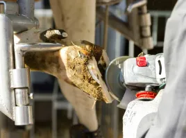 tarcza-do-korekcji-racic-profi-6-wymiennych-ostrzy-sr-120-mm-kerbl