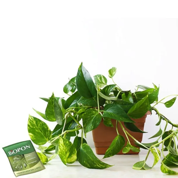 biopon-chusteczka-do-lisci-1-szt-kod-producenta-1240