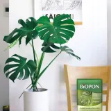 biopon-chusteczka-do-lisci-1-szt-stan-nowy-producent-bros
