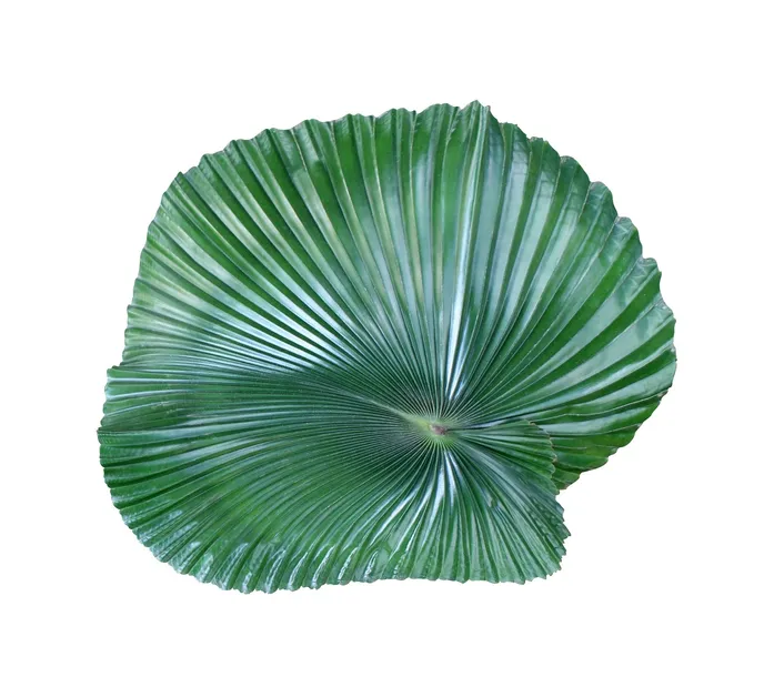 biopon-chusteczka-do-lisci-1-szt-stan-nowy-waga-0-1-kg