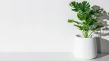 biopon-chusteczka-do-lisci-1-szt-stan-nowy-kod-producenta-1240