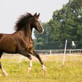 equinova-myoprotect-powder-15-kg-przeznaczenie-dla-koni