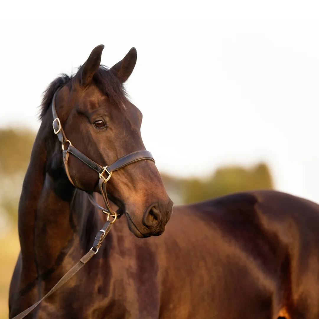 hoveler-leinol-5l-dla-koni