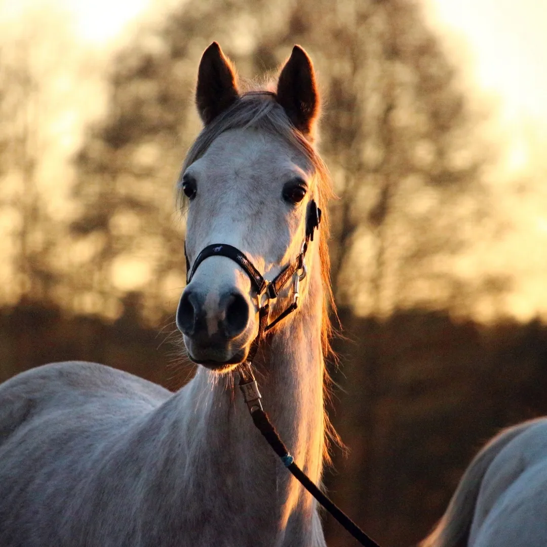 equinova-myoprotect-liquid-1000-ml-stan-nowy