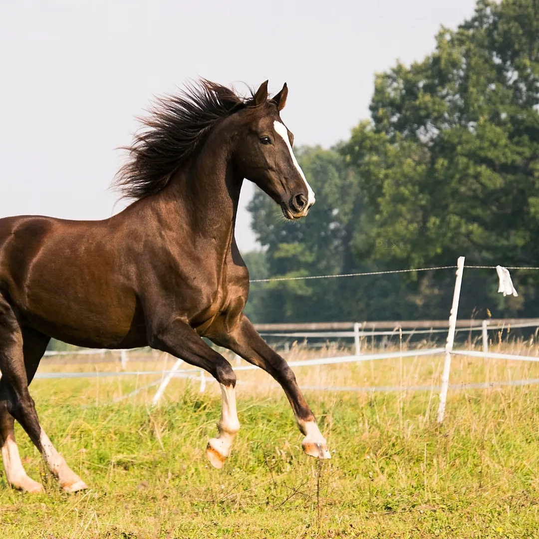 hoveler-elektrolyte-plus-1-kg