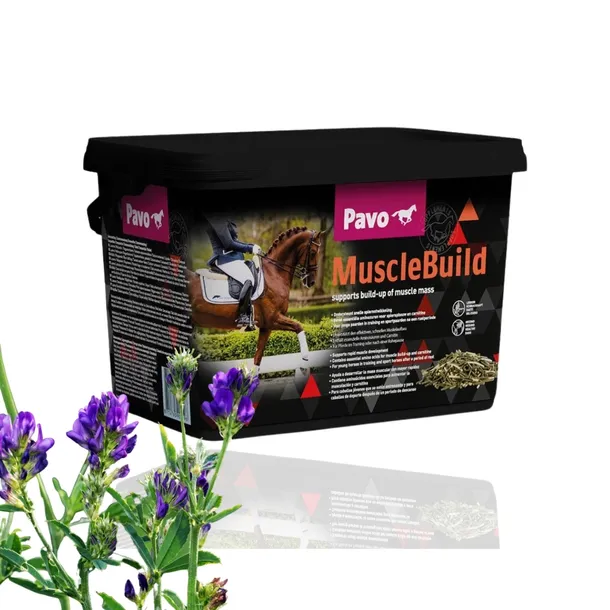 Odżywka Dla Koni PAVO Musclebuild Na Masę Mięśniową Moc Refill Worek 3kg