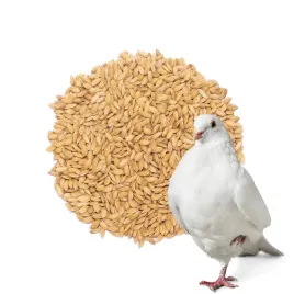 ryz-paddy-1-kg-idealny-dodatek-paszowy-dla-golebi-i-ptakow-lotowych
